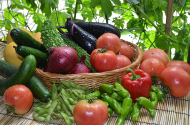 家庭菜園で初心者がやってはいけないこと！おすすめの野菜ならうまく育つ？