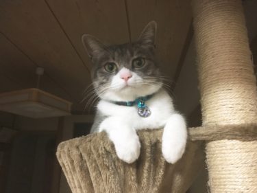 キャットウォークを自作するとき、猫にとって幅はどれくらいがいい！？