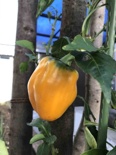 家庭菜園で緑のカーテンも作って一石二鳥！？（2020年）
