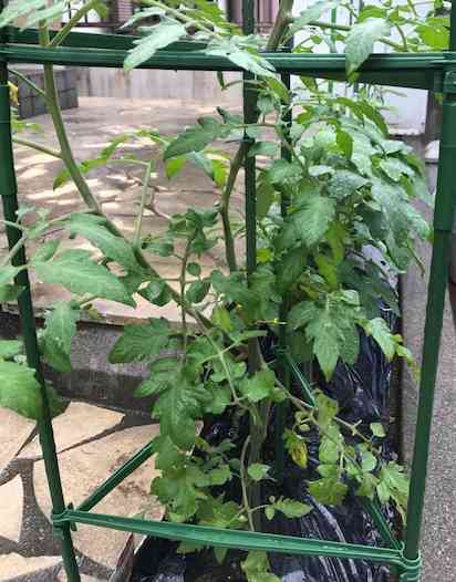 家庭菜園で緑のカーテンも作って一石二鳥 年 トレンドを知り日常を豊かに