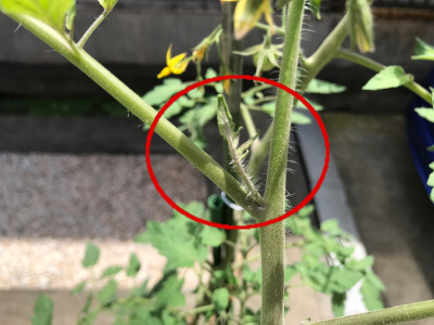 家庭菜園で緑のカーテンも作って一石二鳥 年 トレンドを知り日常を豊かに