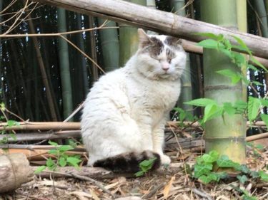 今日の猫さんたち　さいたま市緑区　2020年5月