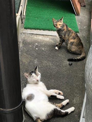 今日の猫さんたち　さいたま市緑区　2020年7月