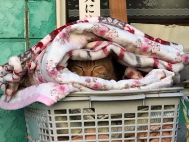 今日の猫さんたち　さいたま市緑区　2021年1月