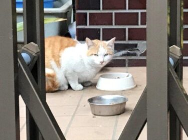 今日の猫さんたち　さいたま市緑区　2021年2月