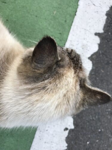 今日の猫さんたち　さいたま市緑区　2021年3月