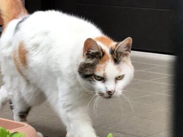 今日の猫さんたち　さいたま市緑区　2021年4月
