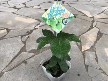 2021年も家庭菜園で野菜を作るぞ！