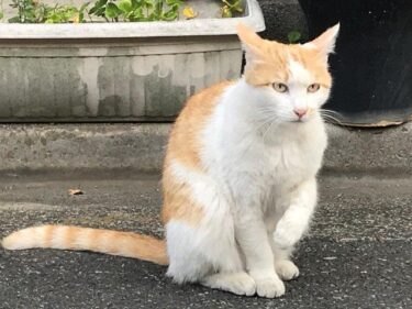 今日の猫さんたち　さいたま市緑区　2021年5月