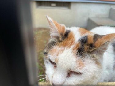 今日の猫さんたち　さいたま市緑区　2021年6月