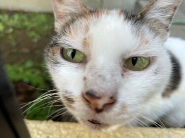 今日の猫さんたち　さいたま市緑区　2021年7月