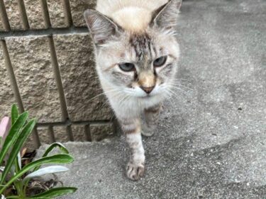 今日の猫さんたち　さいたま市緑区　2021年8月