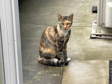 今日の猫さんたち　さいたま市緑区　2021年9月