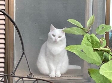 今日の猫さんたち　さいたま市緑区　2021年10月