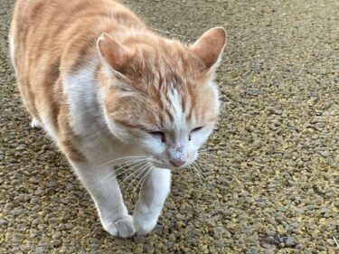 今日の猫さんたち　さいたま市緑区　2022年1月