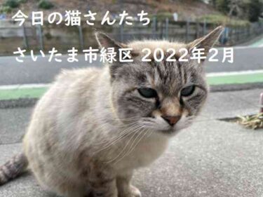 今日の猫さんたち　さいたま市緑区　2022年2月