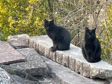 今日の猫さんたち　さいたま市緑区　2022年3月