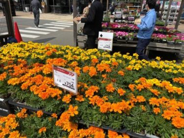 マリーゴールドの栽培方法、害虫・病気対策！実写真でわかりやすく！