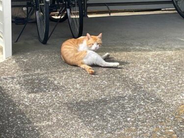 今日の猫さんたち　さいたま市緑区　2022年6月