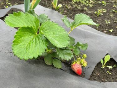 イチゴの栽培方法、害虫・病気対策！実写真でわかりやすく！