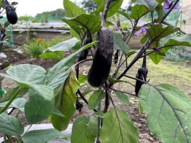 ナスの栽培方法、害虫・病気対策！実写真でわかりやすく！