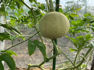 貸し農園（シェア畑：見沼田んぼ）での栽培に！家庭菜園から拡大！！2022年