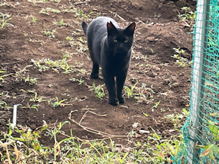 今日の猫さんたち　さいたま市緑区　2022年7月