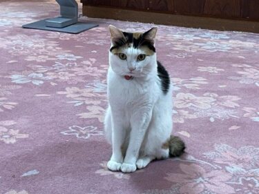 もふもふ温泉のねこ旅館（野沢温泉の桐屋旅館）に泊まってみた！