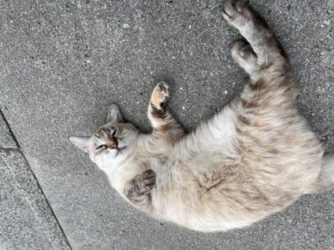 今日の猫さんたち　さいたま市緑区　2022年9月