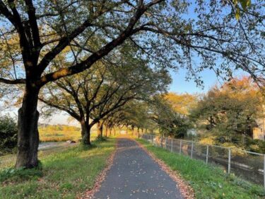 今日の猫さんたち　さいたま市緑区　2022年10月
