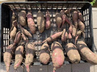 サツマイモの栽培方法、害虫・病気対策！実写真でわかりやすく！