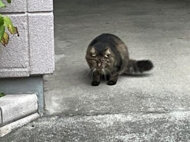 今日の猫さんたち　さいたま市緑区　2022年12月