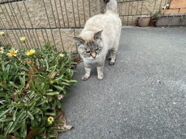 今日の猫さんとさいたま市緑区の風景　2023年1月