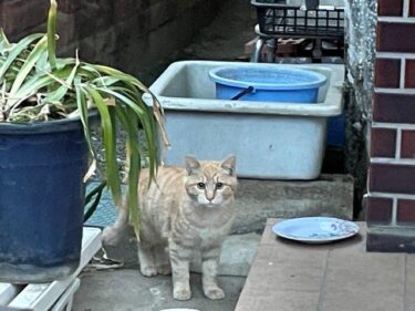 今日の猫さんとさいたま市緑区の風景　2023年2月