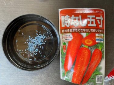 ニンジンの栽培方法、害虫・病気対策！実写真でわかりやすく！