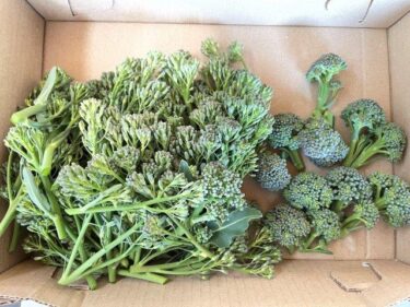 ブロッコリーの栽培方法、害虫・病気対策！実写真でわかりやすく！