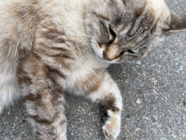 今日の猫さんとさいたま市緑区の風景　2023年3月