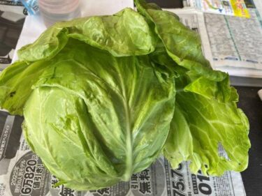 キャベツの栽培方法、害虫・病気対策！実写真でわかりやすく！