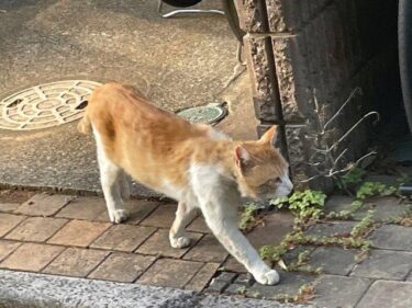 今日の猫さんとさいたま市緑区の風景　2023年4月