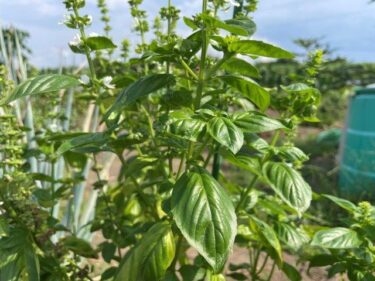 バジルの栽培方法、害虫・病気対策！実写真でわかりやすく！