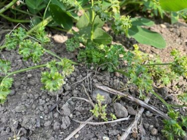 パセリの栽培方法、害虫・病気対策！実写真でわかりやすく！