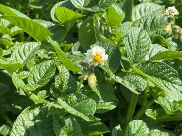 ジャガイモの栽培方法、害虫・病気対策！実写真でわかりやすく！