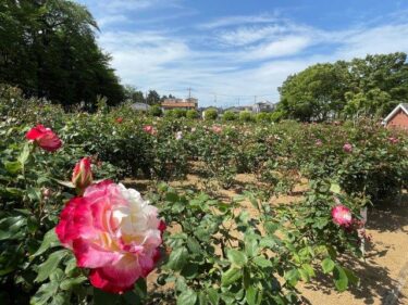 与野公園 ばらまつり2023年4月だけど見に行った！2025年のパン屋さんも！