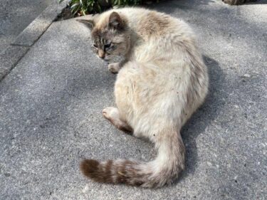 今日の猫さんとさいたま市緑区の風景　2023年5月