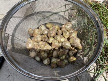 ラッキョウの栽培方法、害虫・病気対策！実写真でわかりやすく！