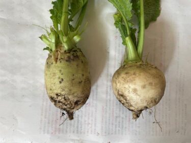 カブの栽培方法、害虫・病気対策！実写真でわかりやすく！