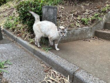 今日の猫さんとさいたま市緑区の風景　2023年7月