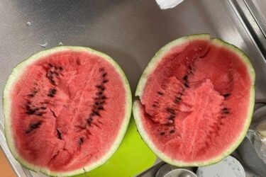 貸し農園（シェア畑）見沼田んぼでの野菜栽培！！2023年の収穫は？？？