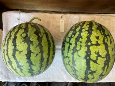 スイカの栽培方法、害虫・病気対策！実写真でわかりやすく！