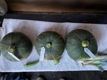 カボチャの栽培方法、害虫・病気対策！実写真でわかりやすく！